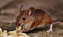 24 Hour & Emergency Exterminators in Euclid, OH
